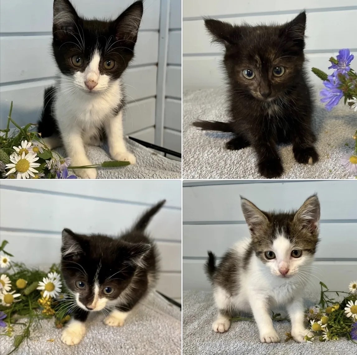 Четыре котёнка, которых отдают в добрые руки
